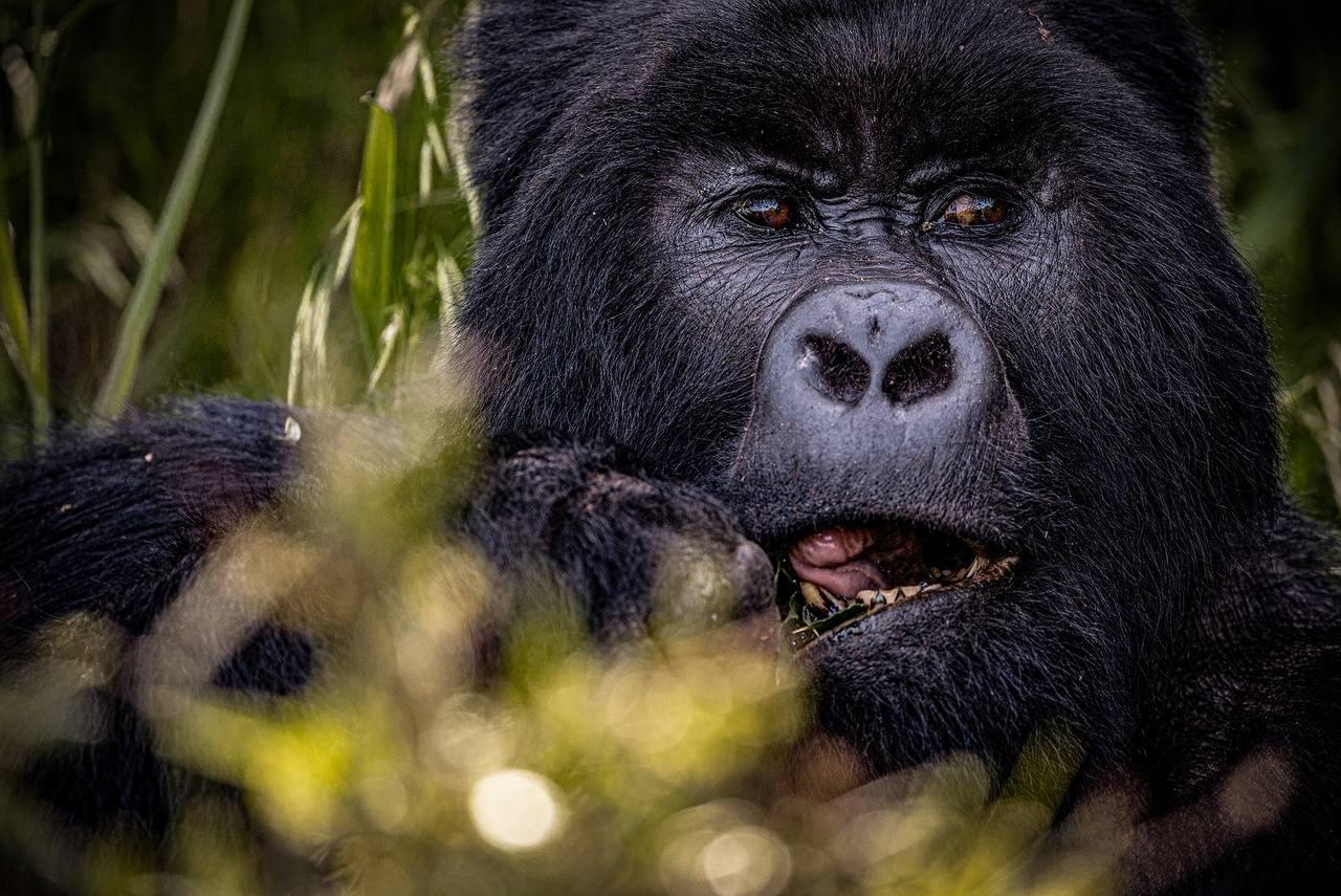 Rwanda — gorilla trekking