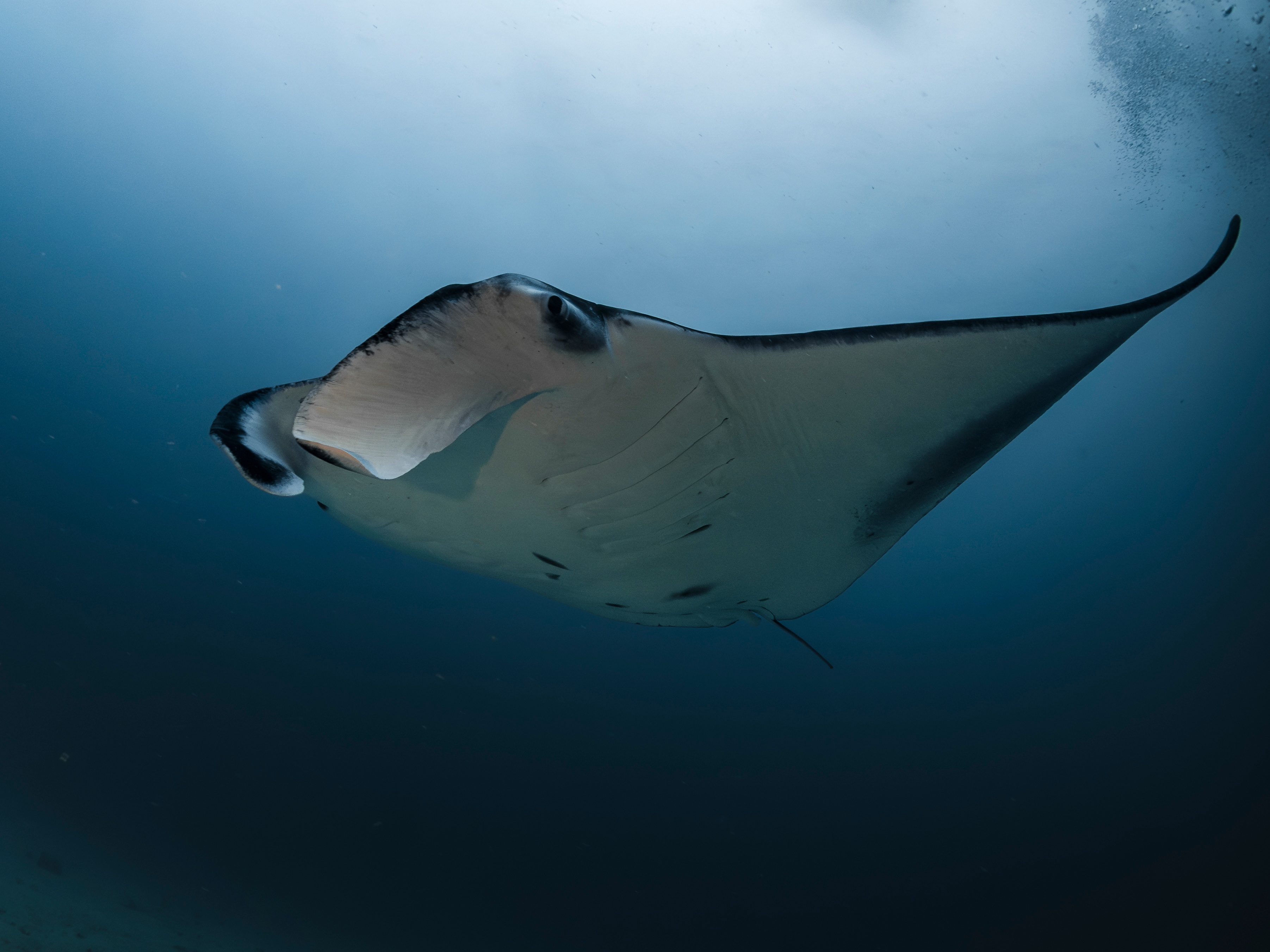 Maldives — manta ray, underwater