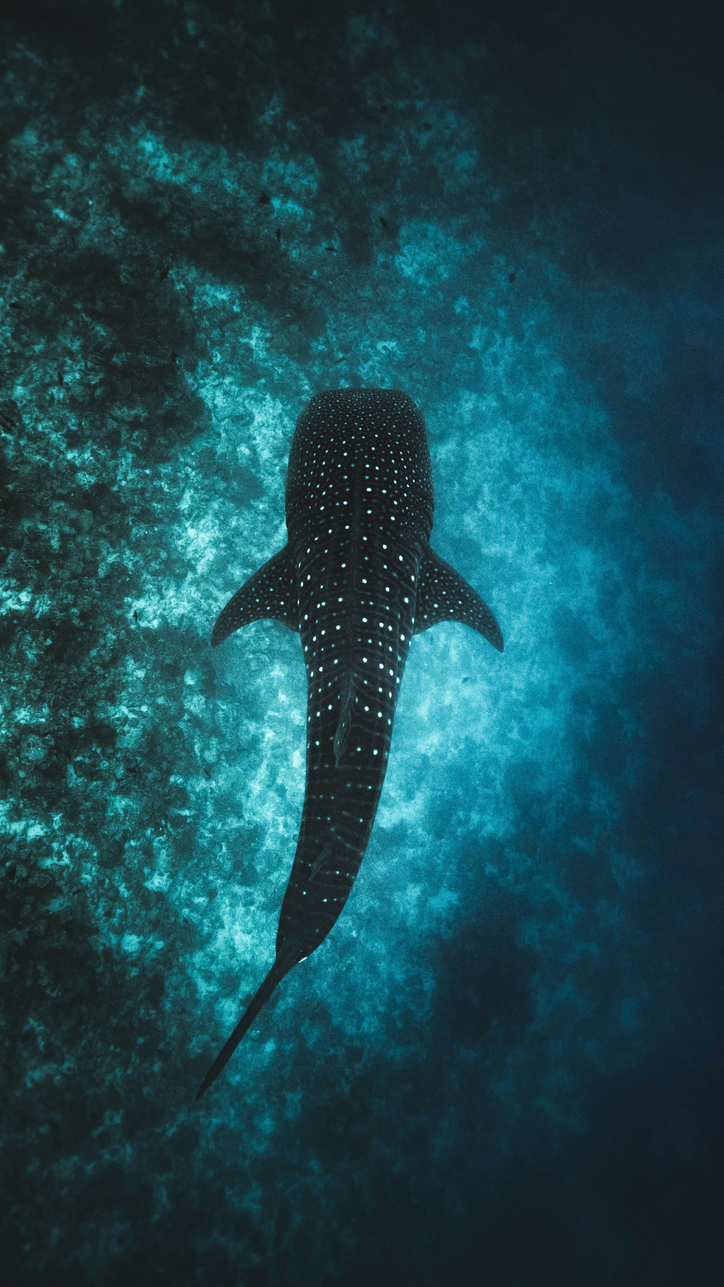 Maldives — whale shark, underwater