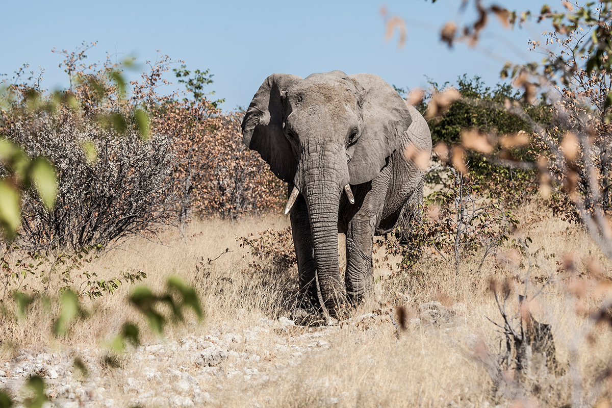 Namibia — elephant, Etosha National Park.