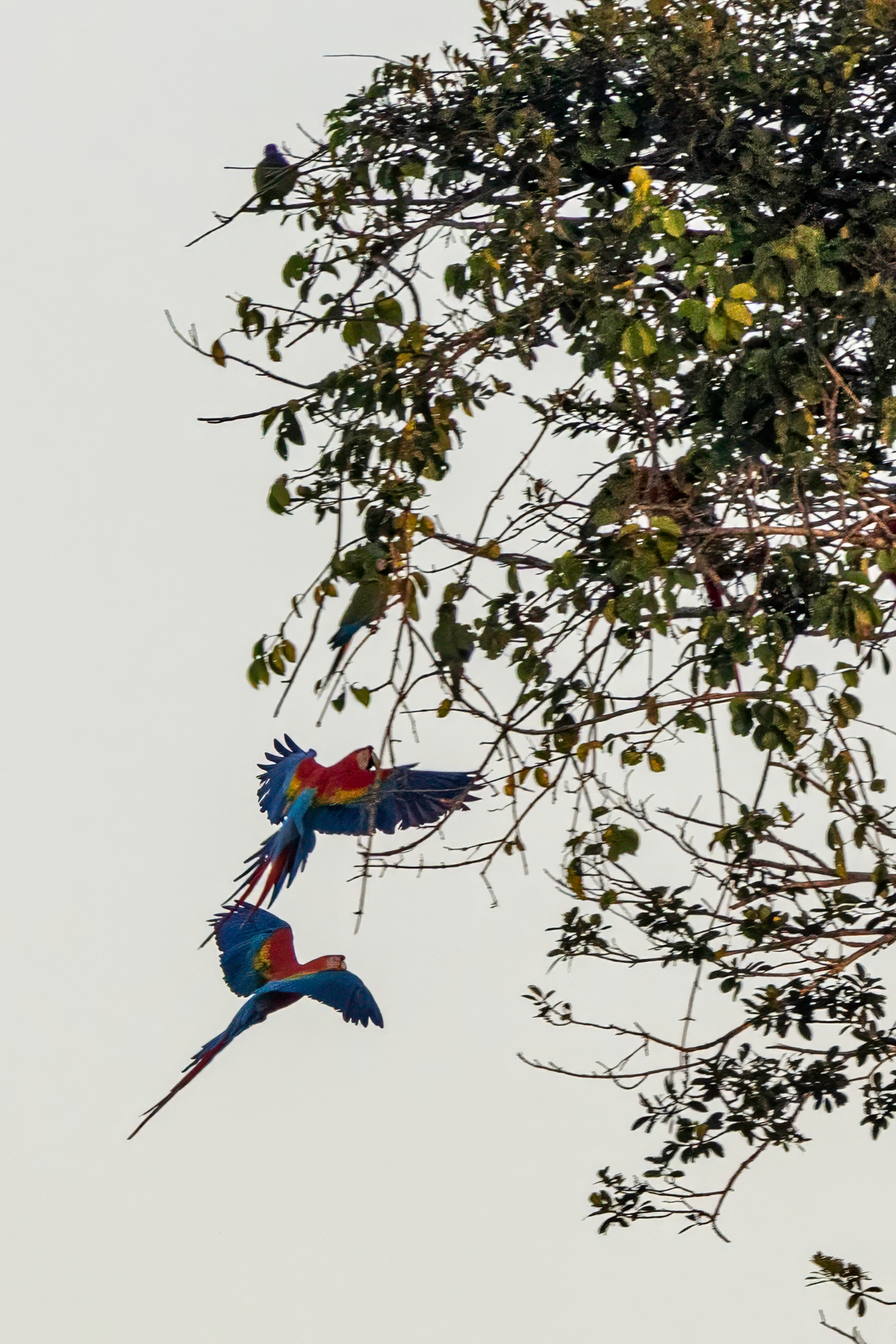 Peru — scarlet macaws in flight, Amazon