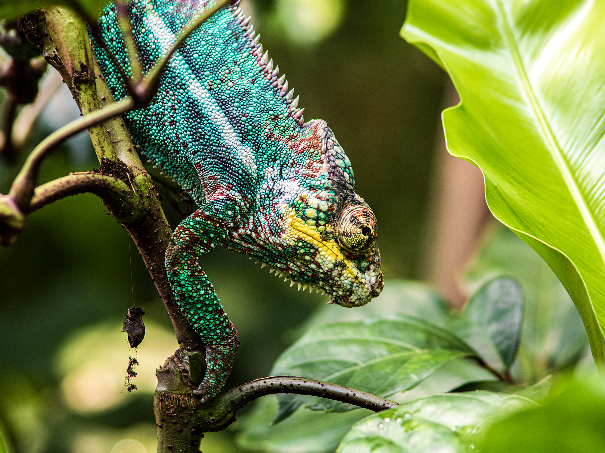 Madagascar — panther chameleon, macro.