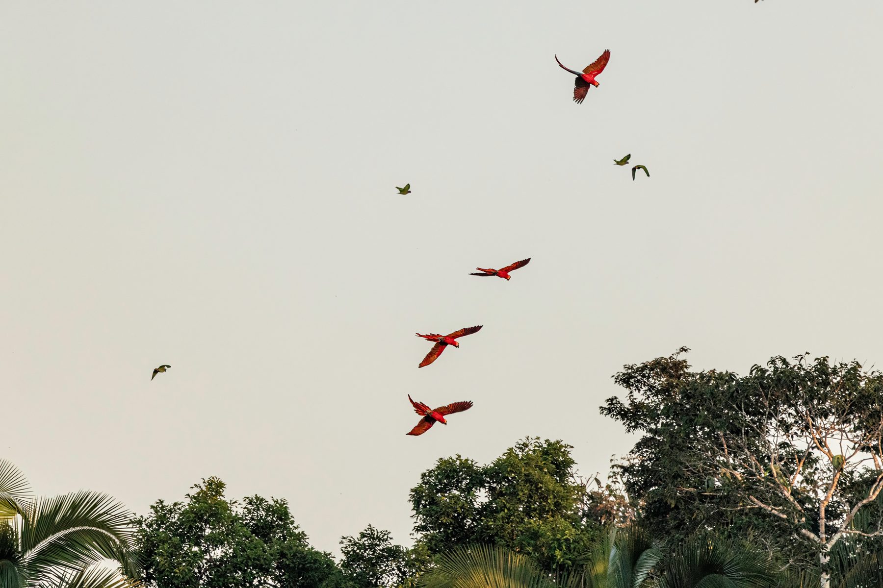 Peru — Tambopata macaw clay lick.